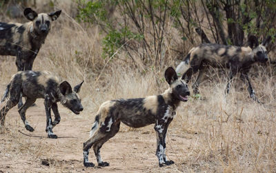 View of dogs on land