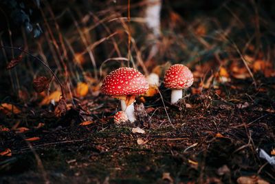 Close-up of mushroom growing in forest