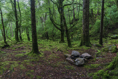 Trees in forest