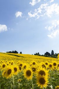 Scenic view of sunflower field against sky