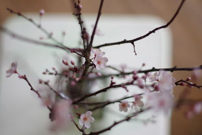 Close-up of cherry blossoms in spring