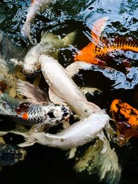 High angle view of koi carps swimming in sea