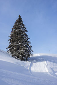 Tree on snow covered field against sky