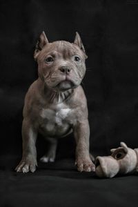 Close-up of dog against black background