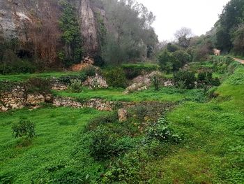 Plants on field in forest