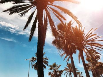 Low angle view of palm trees against sky