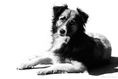 Portrait of dog sitting against white background