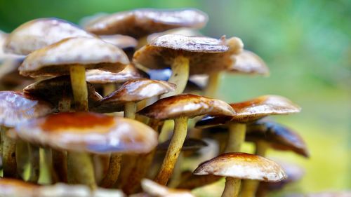 Close-up of mushrooms growing on land