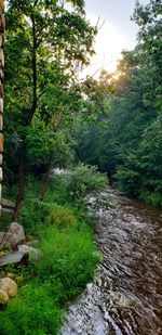 Scenic view of waterfall in forest against sky