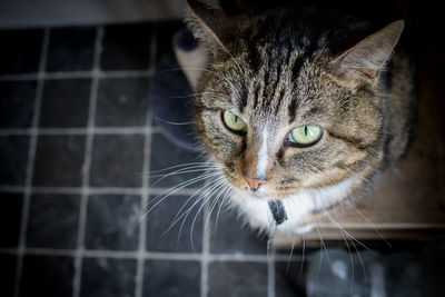 Close-up portrait of cat