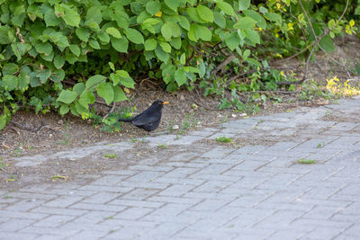 High angle view of bird perching on footpath