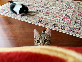 Portrait of cat on floor at home