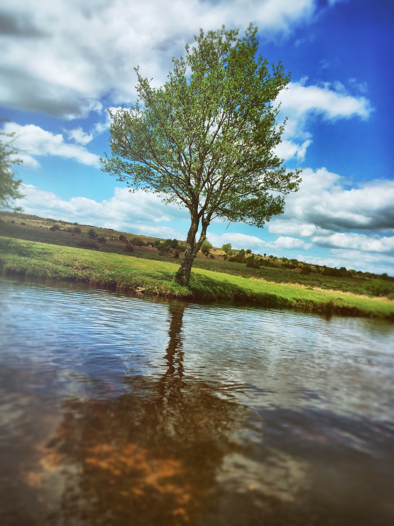 Trees and reflections