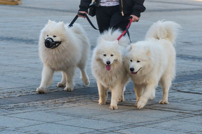 Dogs standing on footpath