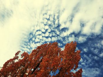 Low angle view of autumn tree against sky