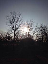 Bare trees on field at sunset