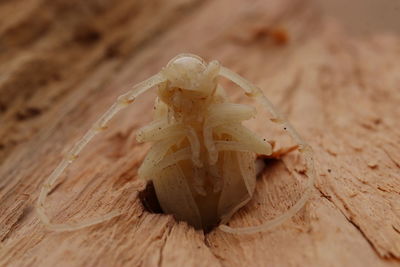 Close-up of insect on wood