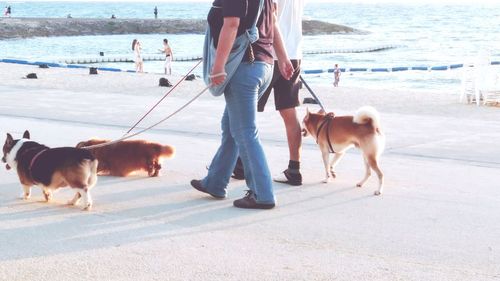 Low section of people walking with dog on street