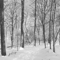 Snow covered trees in forest