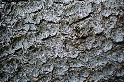 Full frame shot of tree trunk