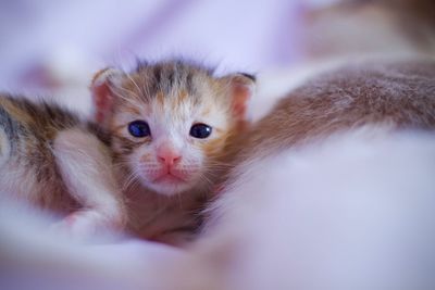 Close-up portrait of kitten