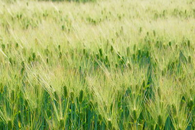 Full frame shot of wheat field