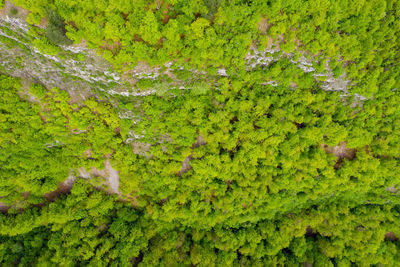 Aerial view of limestone cliffs in a green forest