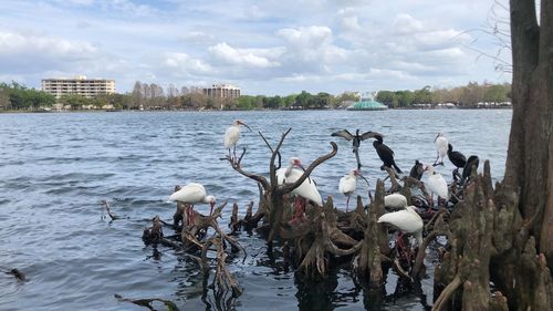 Swans swimming in lake against sky