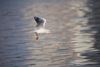 Seagull flying over lake