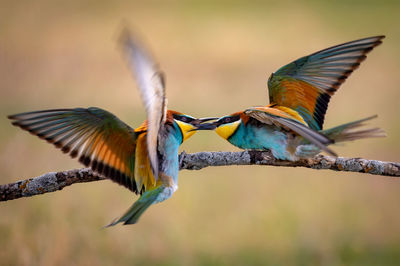 Birds flying over a bird