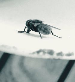 Close-up of insect on leaf