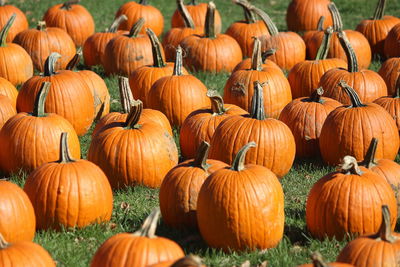 Pumpkins on field during autumn