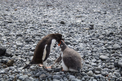 Gentoo penguin feeding chick, in antarctica