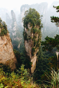 View of trees in forest