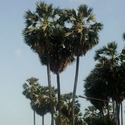 palm tree