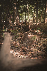 Trees growing in a forest