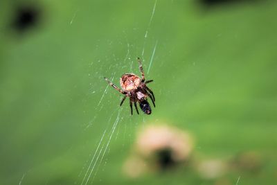 Close up of small spider eating a fly with green background