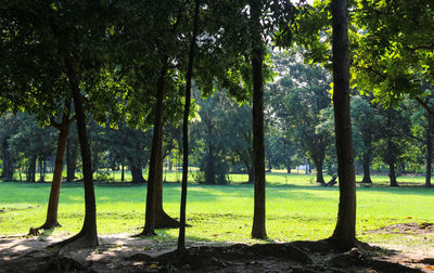 Trees in forest