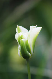 Close-up of fresh green flower buds