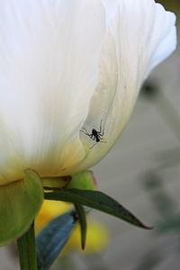 Close-up of butterfly on white flower