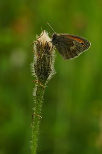 Close-up of butterfly on flower