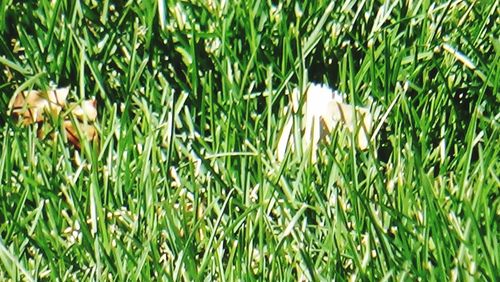 View of bird on field