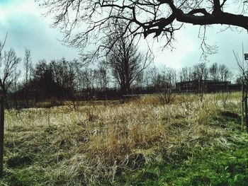 Scenic view of grassy field against sky