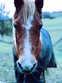 Close-up portrait of horse standing on field