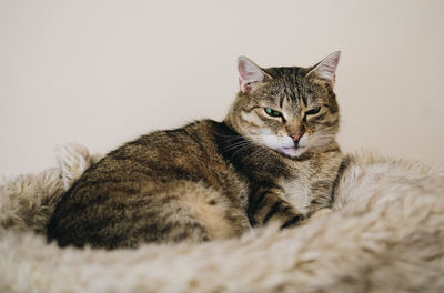 Close-up portrait of a cat resting