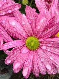 Close-up of wet pink flower blooming outdoors