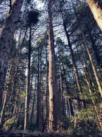 Low angle view of trees in forest