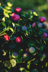 Close-up of berries growing on plant