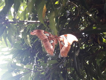Close-up of dead plant