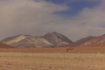 Scenic view of desert landscape against sky